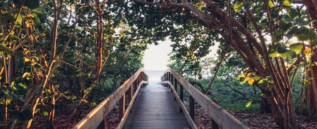 A bridge through a tunnel of trees and green leaves