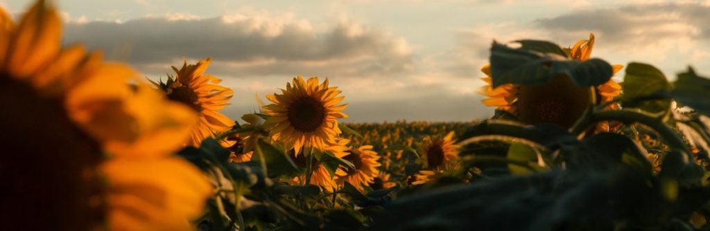 A field of sunflowers