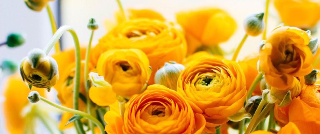 A close up picture of yellow flowers