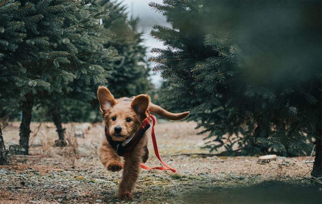 a puppy running through evergreen trees with the leash trailing behind