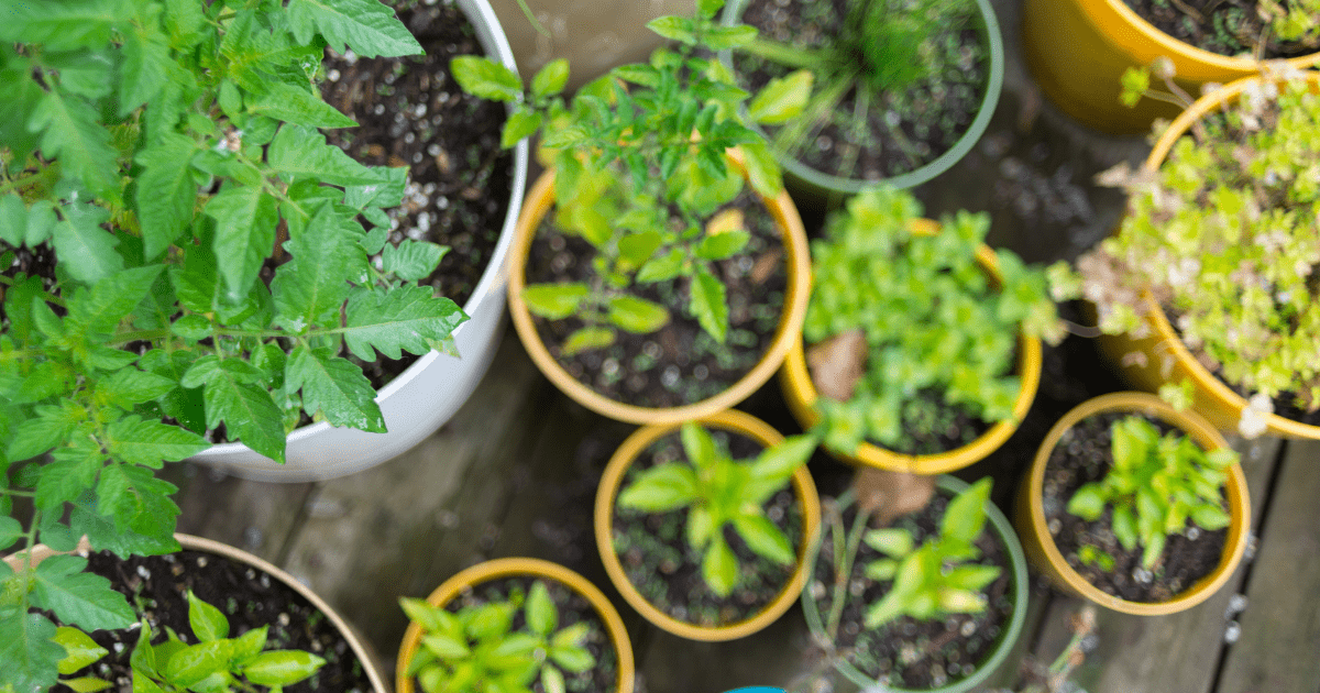 top down view of plants in pots