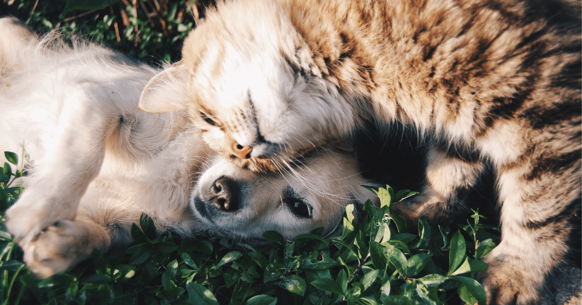 a cat and dog snuggling together in grass