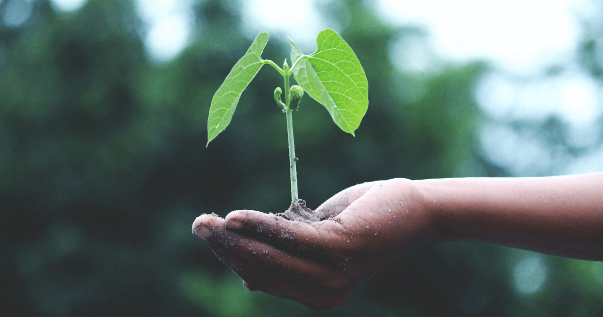 a hand holding a plant seedling