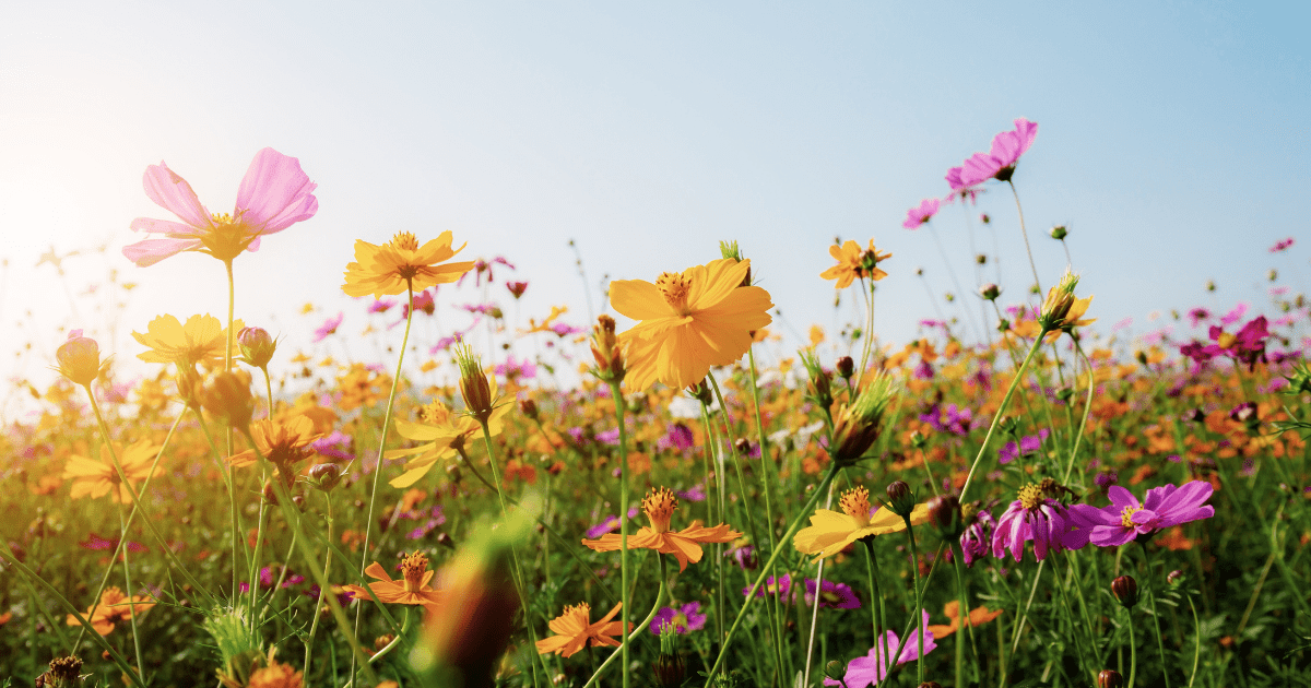 field of wild flowers
