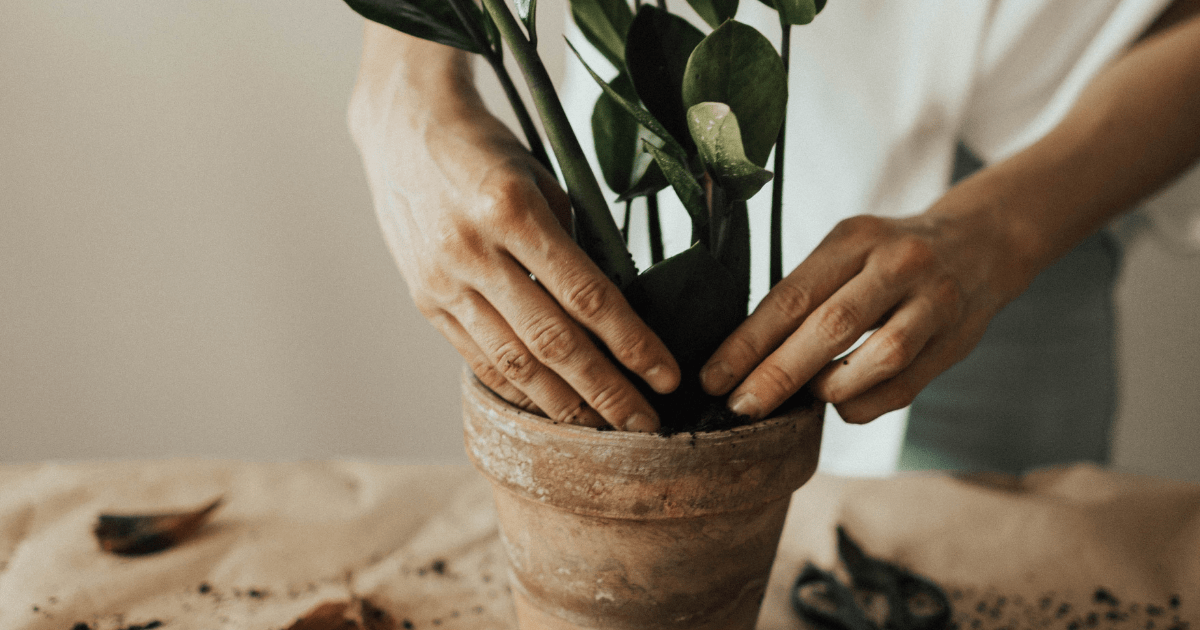 two hands placing green plant in a pot