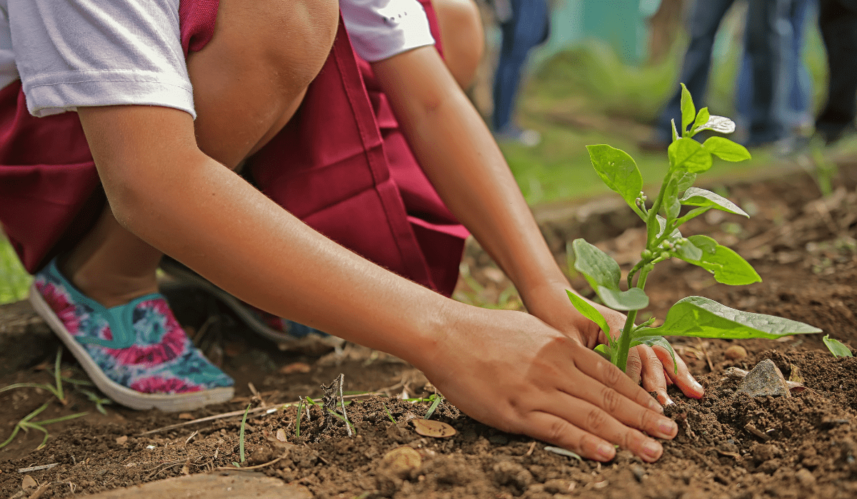 image of a person kneeling and planting a tree in dirt