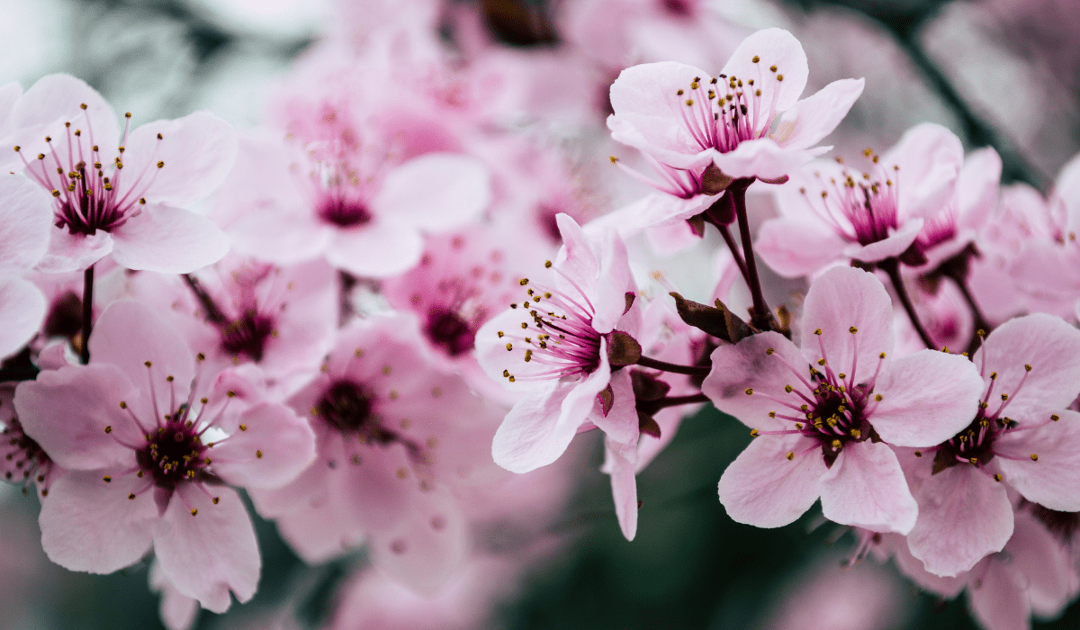 pink flowers
