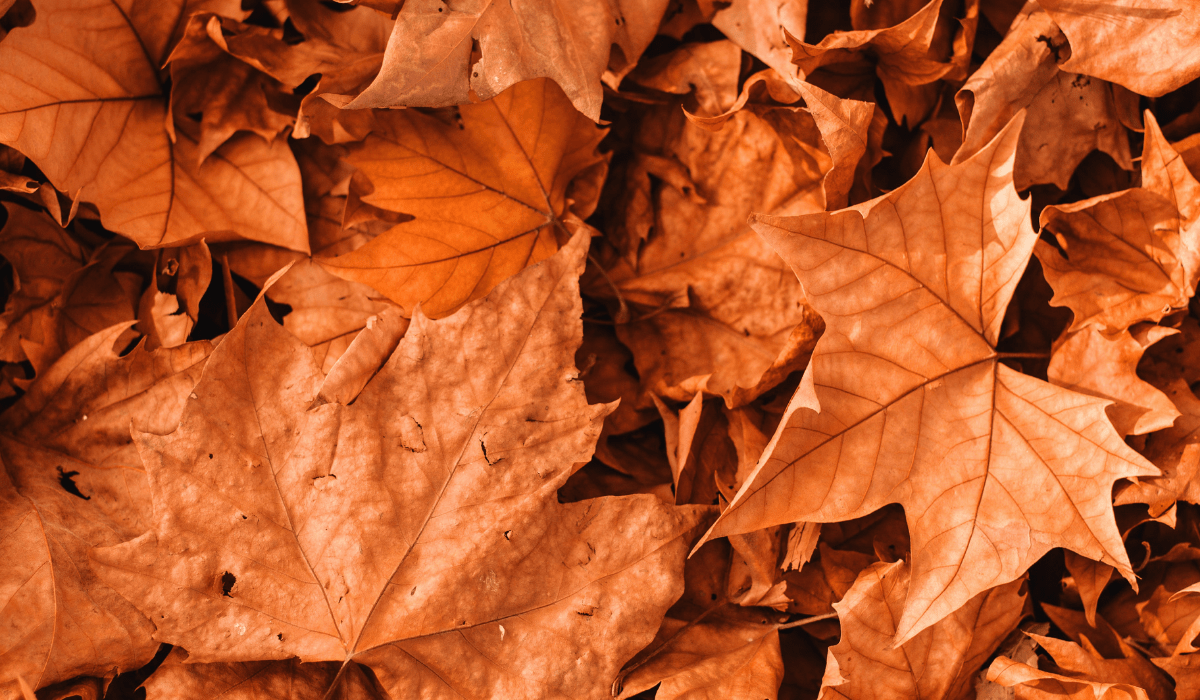 close up view of orange leaves