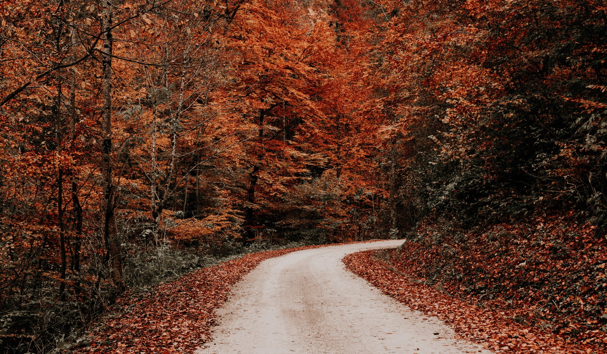 dirt road between trees with fall colors